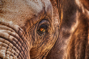 framedposter-print-the-look-of-the-elephant