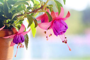 3-piece-acrylic-print-the-fuchsias