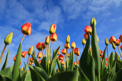 poster-print-tulips-tower-to-the-sky