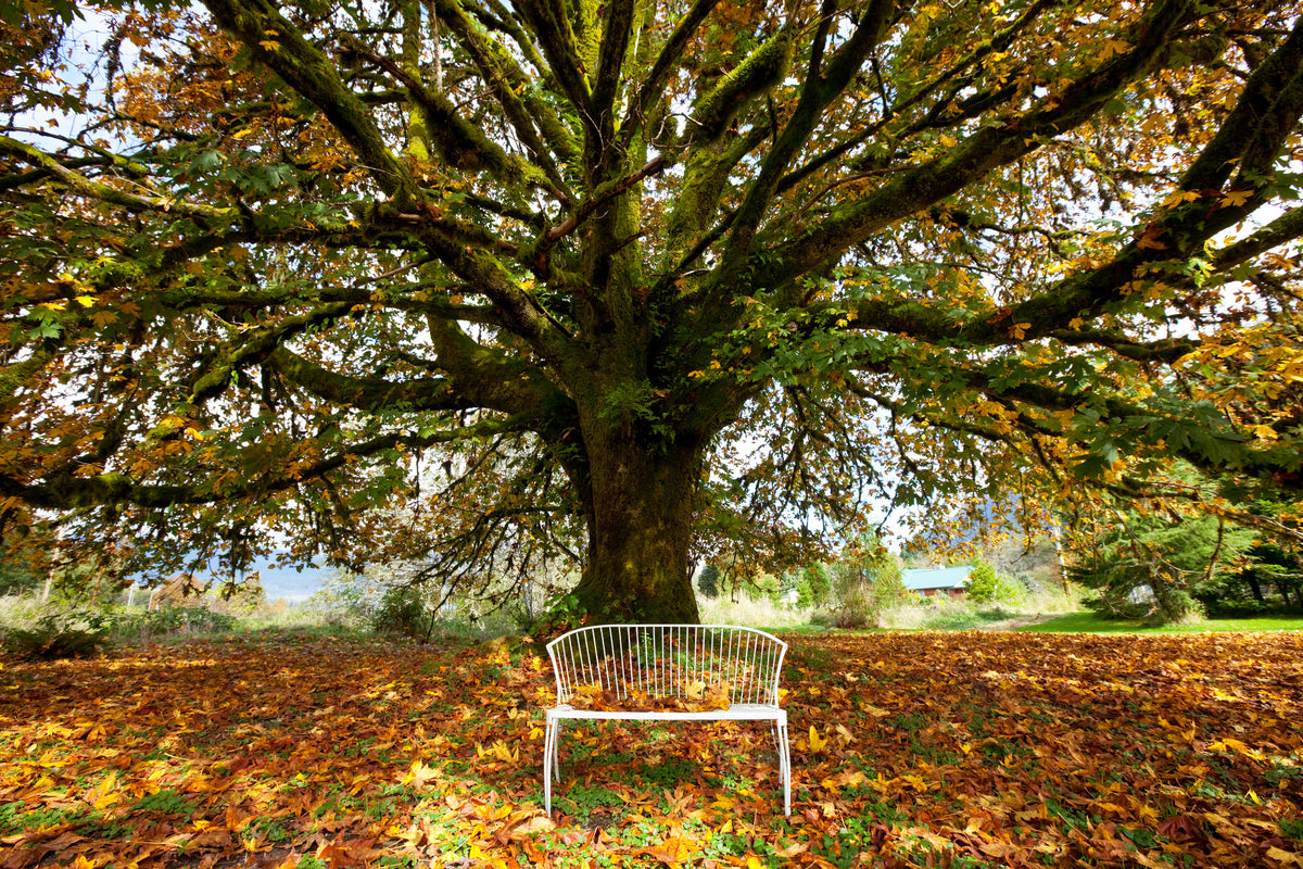 canvas-print-my-favorite-tree