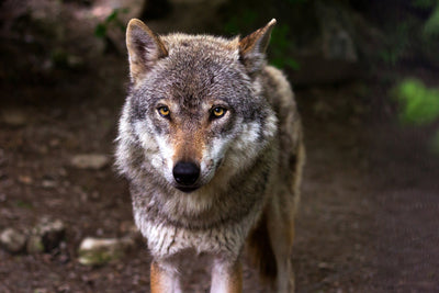 poster-print-the-evil-wolf