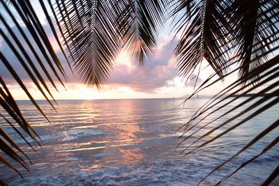 poster-print-under-palm-leaves