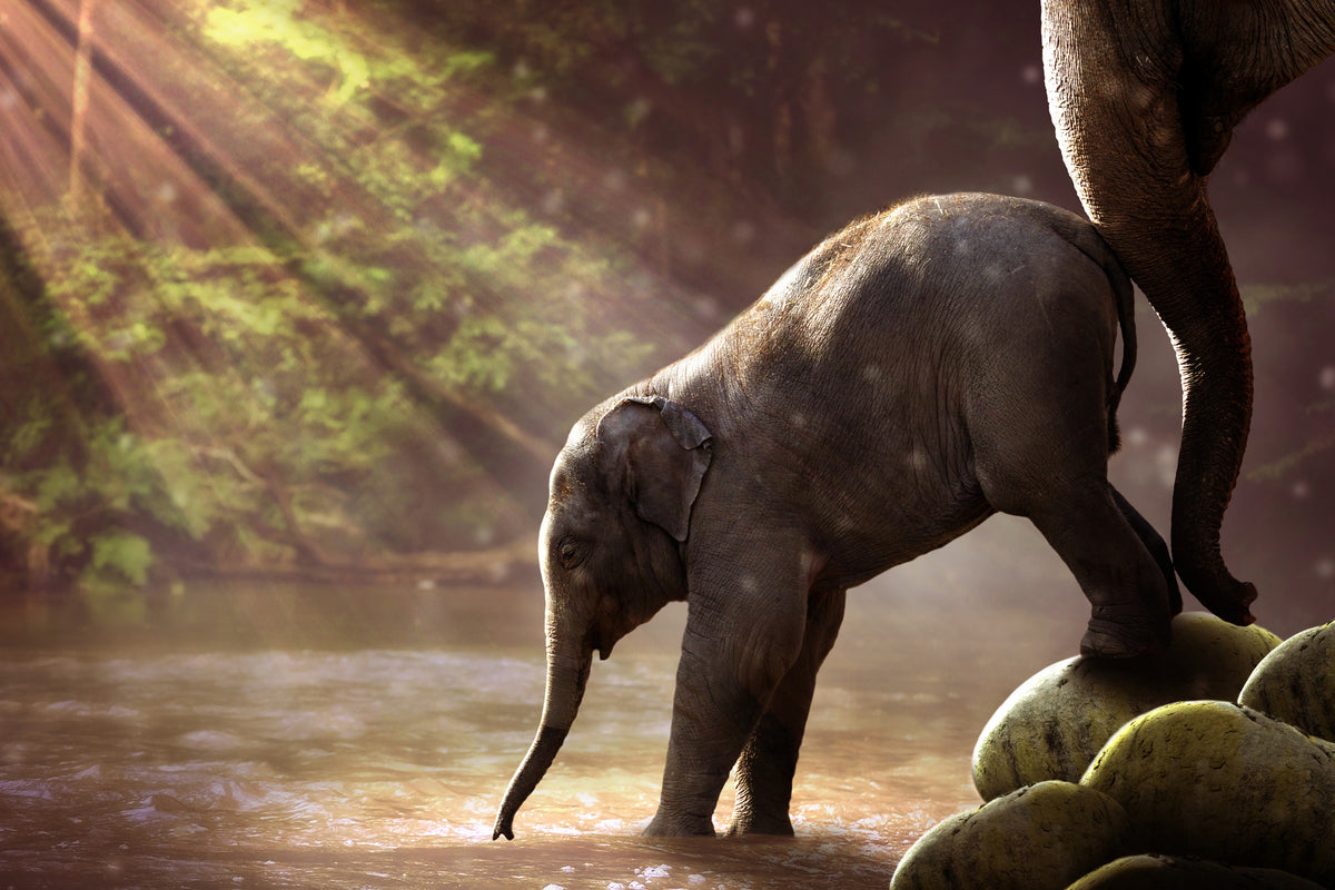 framedposter-print-the-elephant-baby