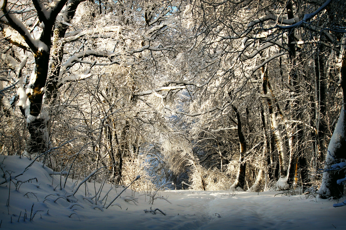 aluminium-print-a-winter-dream