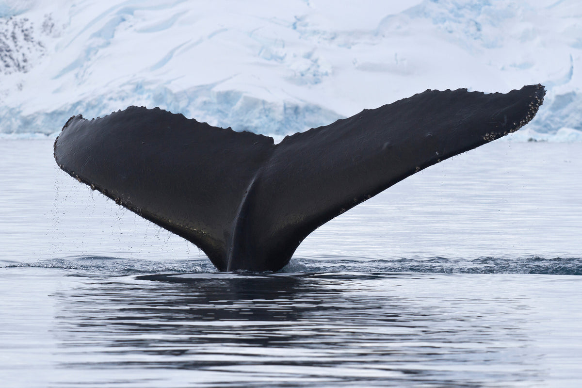 canvas-print-the-humpback-whale