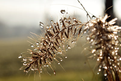 poster-print-drops-of-nature