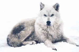 poster-print-the-wolf