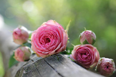 poster-print-bush-roses