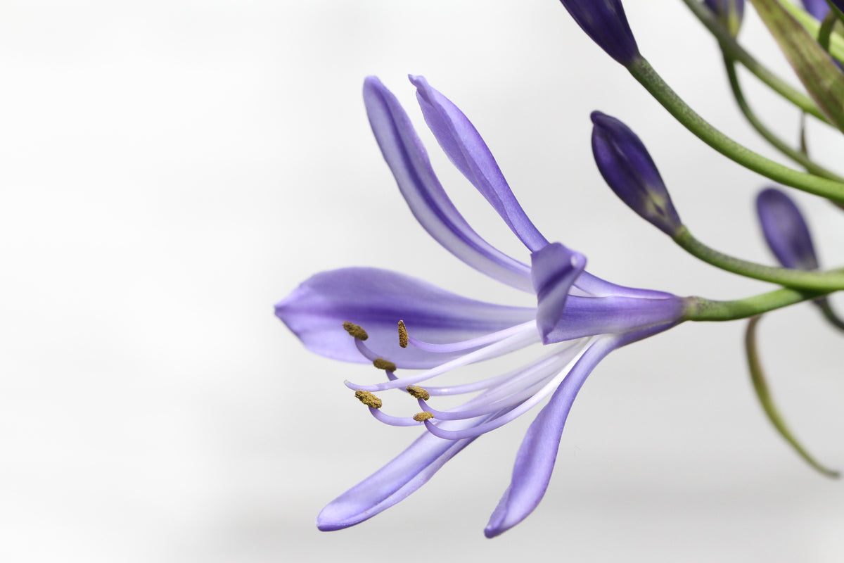 3-piece-acrylic-print-lily-flower-in-purple