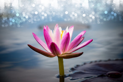 poster-print-lotus-in-the-morning-dew