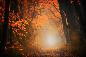 acrylic-print-autumn-light-in-the-forest