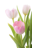 acrylic-print-the-tulips-trio