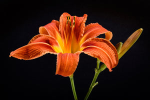 3-piece-canvas-print-a-lily-flower-in-orange