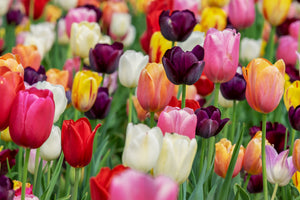 modern-3-piece-aluminium-print-the-colors-of-the-tulips