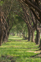 aluminium-print-in-the-forest