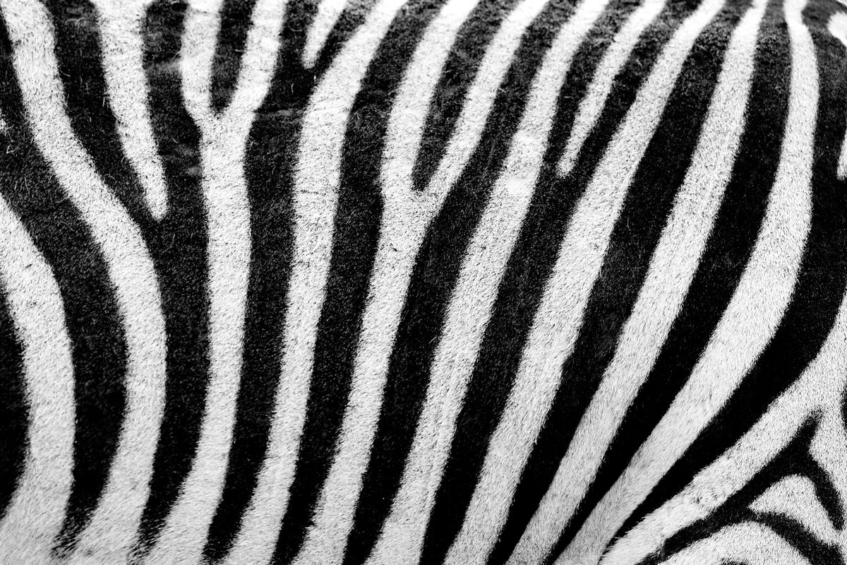 framedposter-print-strip-of-the-zebra
