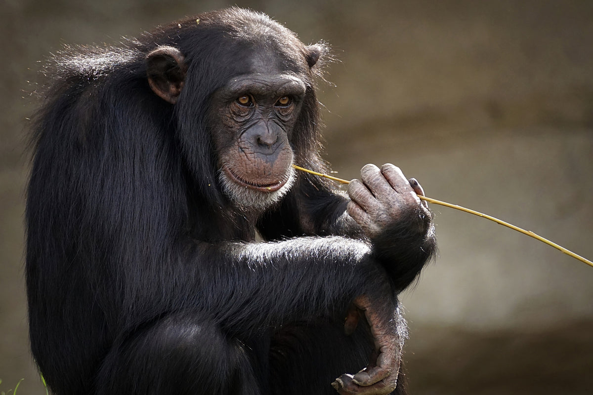 3-piece-acrylic-print-sweet-chimpanzee