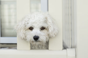 acrylic-print-a-dog-girl-to-fall-in-love