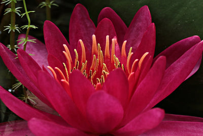 poster-print-wonderful-water-lily