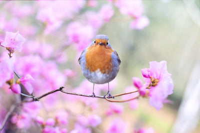 poster-print-spring-bird