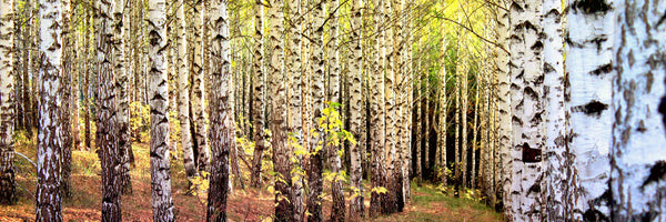 panoramic-aluminium-print-the-path-between-birches-panorama