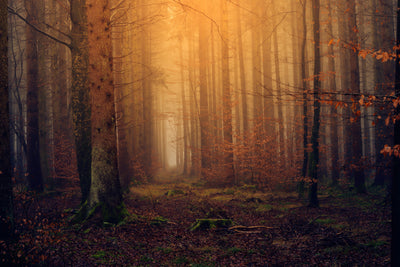 poster-print-mysterious-forest