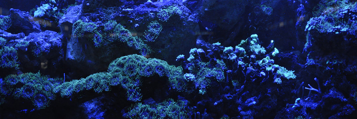 panoramic-acrylic-print-coral-reef-in-blue-panorama