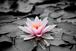 aluminium-print-the-art-of-water-lily