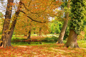 poster-print-in-the-middle-of-autumn-trees
