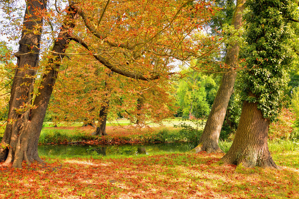 poster-print-in-the-middle-of-autumn-trees