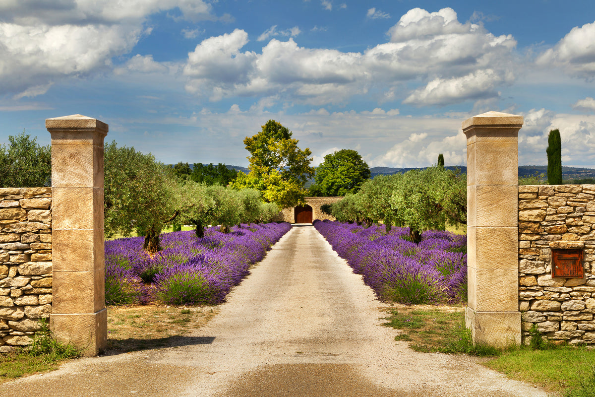 acrylic-print-lavender-garden