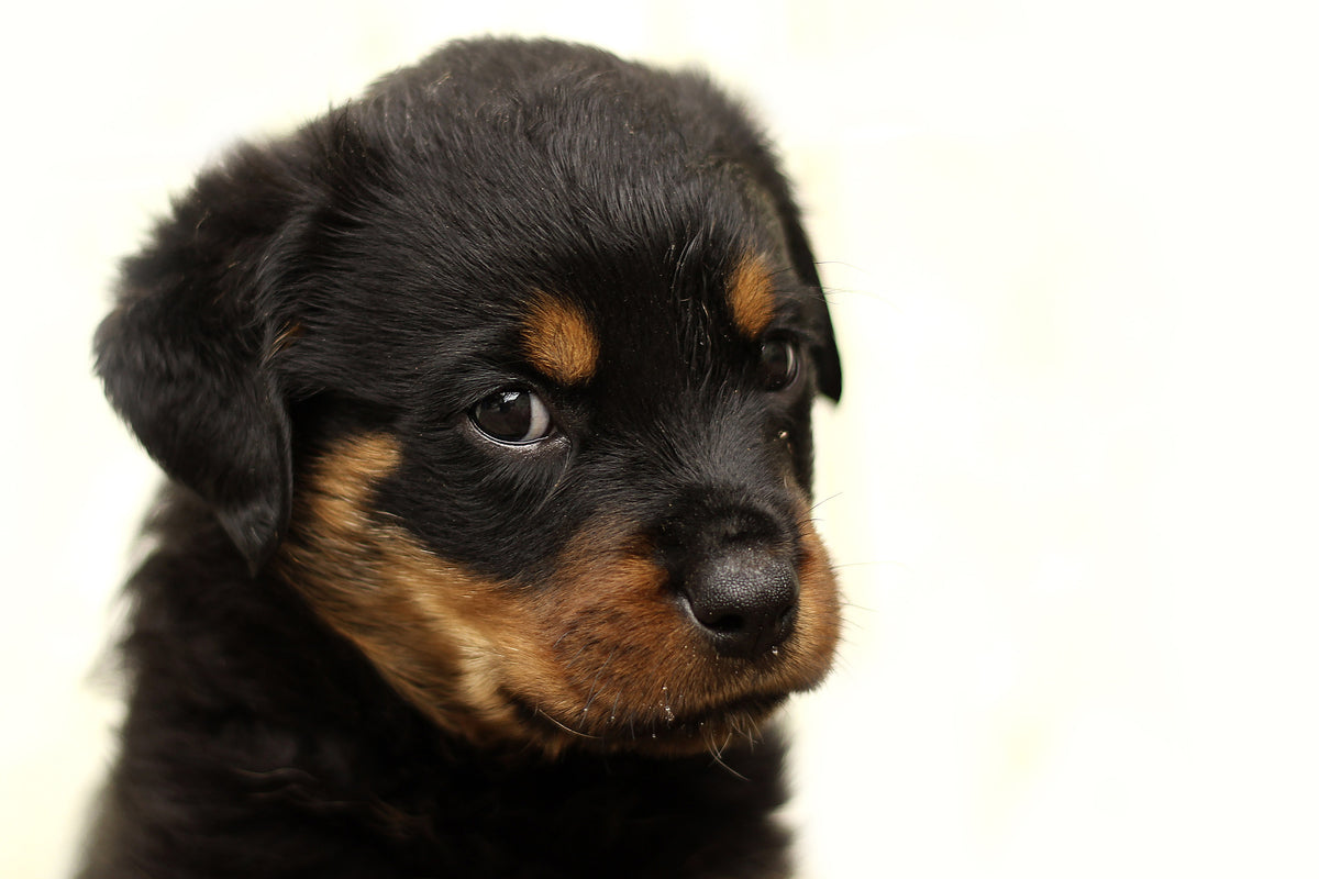 3-piece-canvas-print-rottweiler-puppy-to-fall-in-love