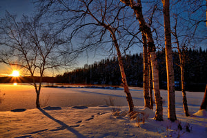 canvas-print-birches-in-the-sunset