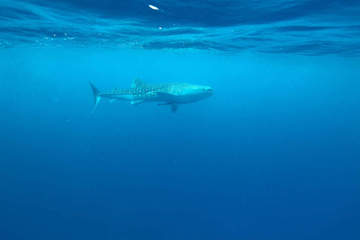 modern-3-piece-canvas-print-the-whale-shark
