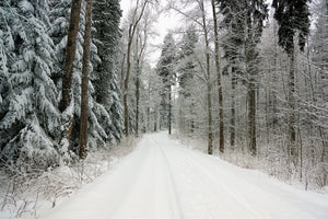 aluminium-print-snow-in-the-forest