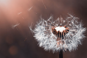 3-piece-acrylic-print-dandelion-in-the-evening-light