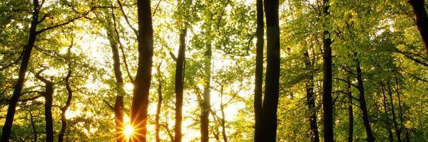 panoramic-aluminium-print-sunset-between-trees-panorama