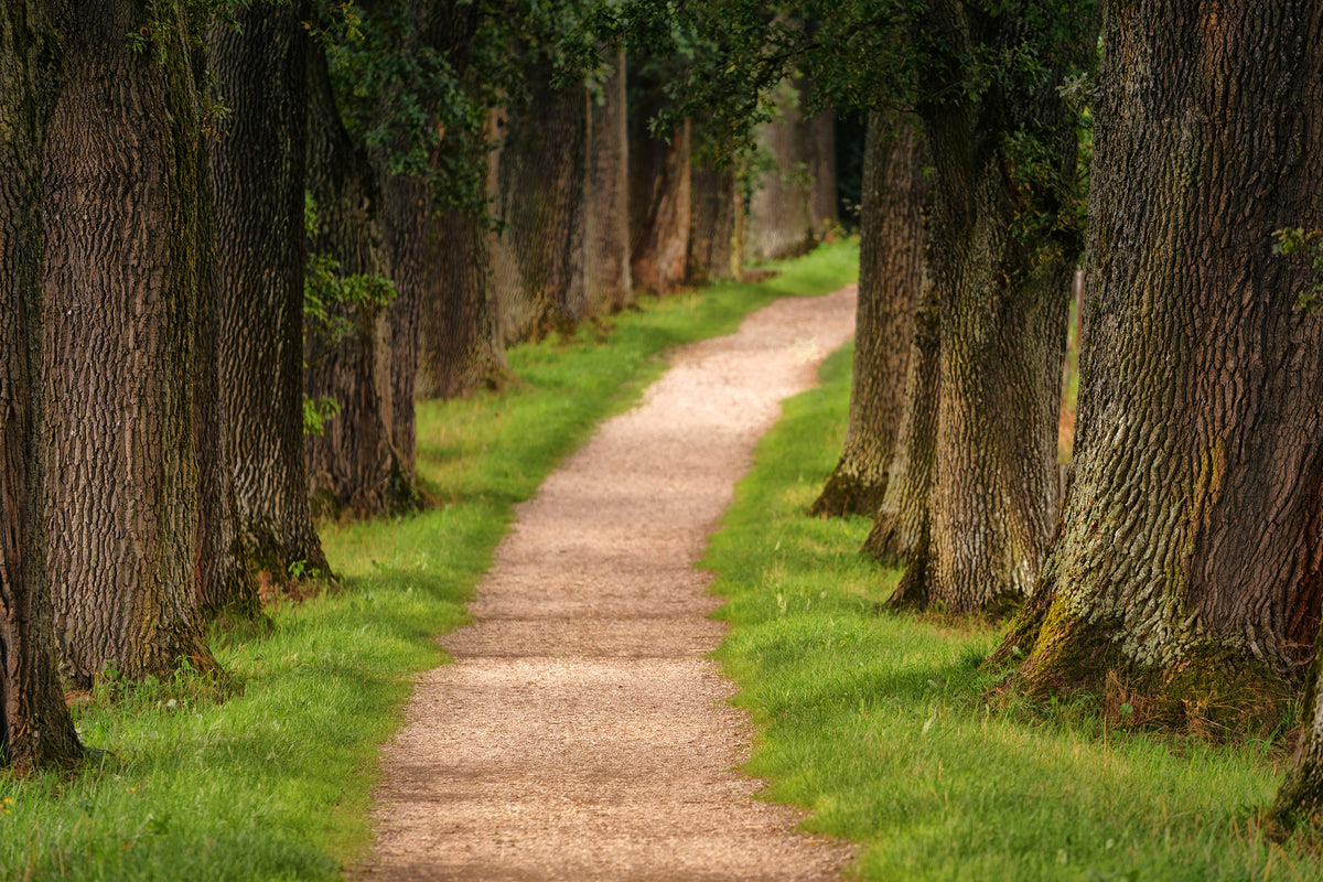 3-piece-aluminium-print-a-path-in-the-forest