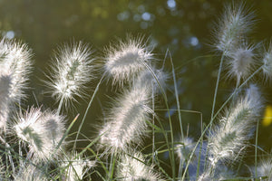 3-piece-acrylic-print-ornamental-grasses-in-xl