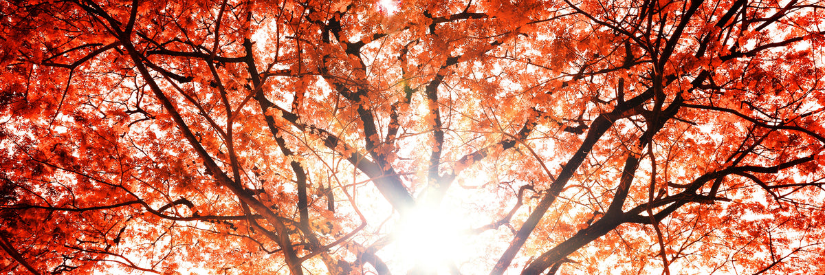 panoramic-aluminium-print-light-of-autumn-panorama