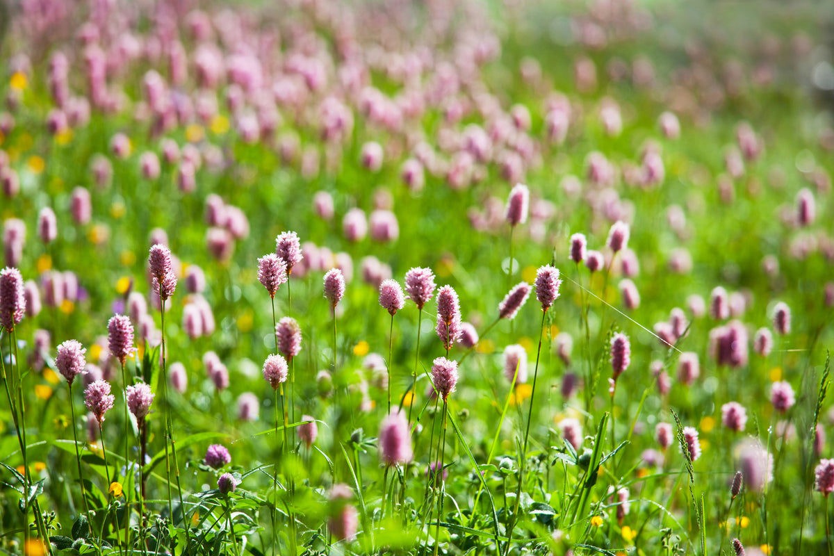 acrylic-print-clover