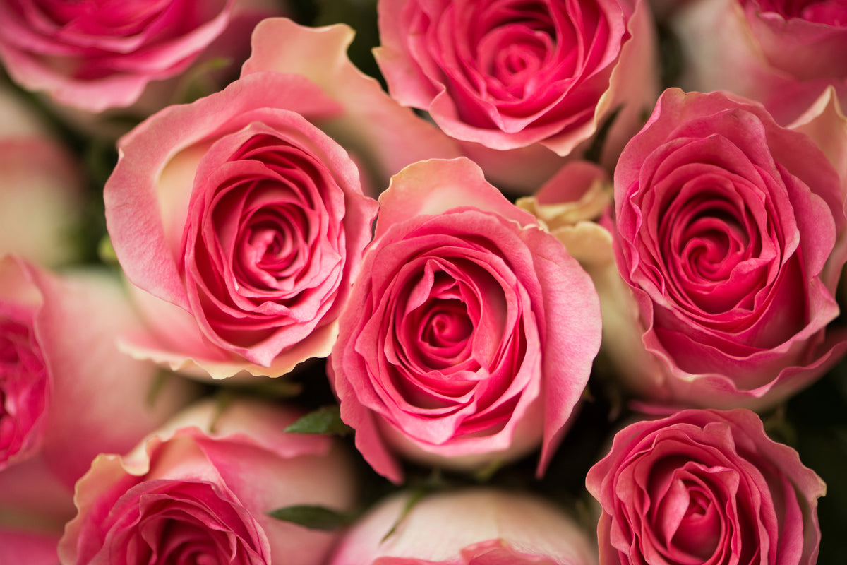 3-piece-acrylic-print-rose-love