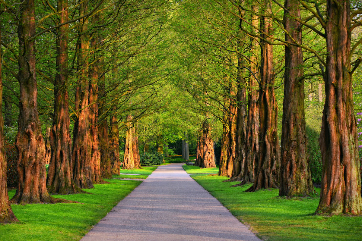 3-piece-canvas-print-beautiful-avenue-in-nature