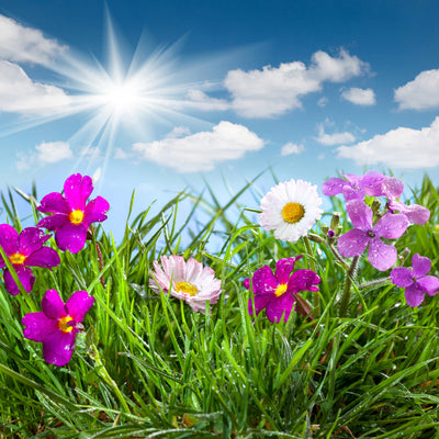 poster-print-flowering-meadow