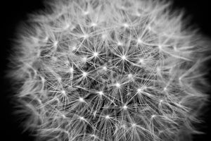 canvas-print-dandelion-in-xxl