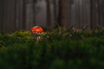 poster-print-a-mushroom-in-the-forest