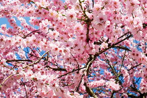 canvas-print-wonderful-japanese-cherry