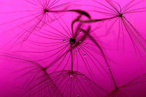 modern-3-piece-canvas-print-dandelion-in-pink