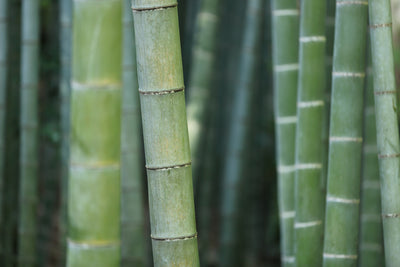 poster-print-bamboo-in-xxl
