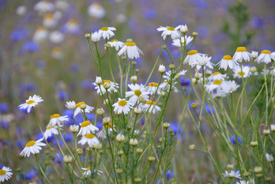 poster-print-wild-flower-meadow